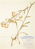 藏品(星舌長莖飛蓬)的圖片